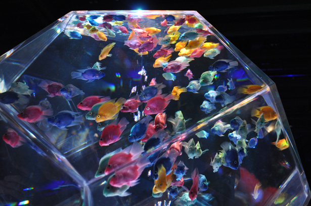 Art Aquarium in Nihonbashi