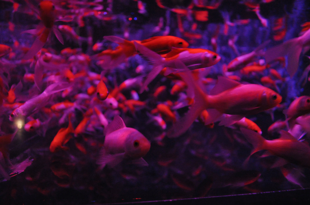 Art Aquarium in Nihonbashi