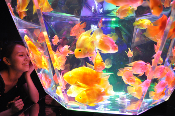 Art Aquarium in Nihonbashi